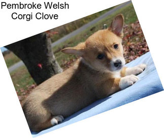 Pembroke Welsh Corgi Clove