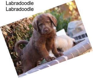 Labradoodle Labradoodle