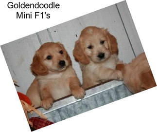 Goldendoodle Mini F1\'s