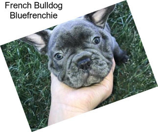 French Bulldog Bluefrenchie