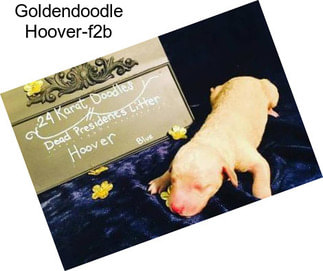Goldendoodle Hoover-f2b