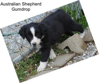 Australian Shepherd Gumdrop