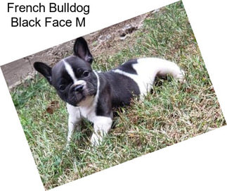 French Bulldog Black Face M