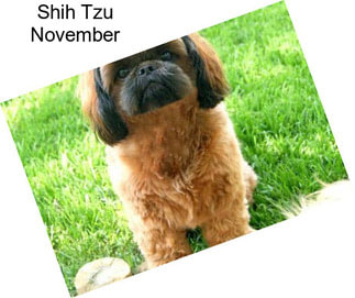 Shih Tzu November