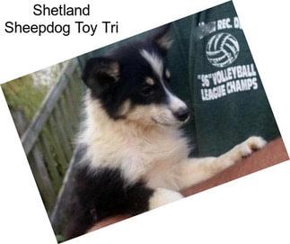 Shetland Sheepdog Toy Tri