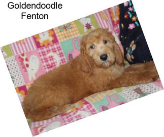 Goldendoodle Fenton