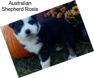 Australian Shepherd Rosie