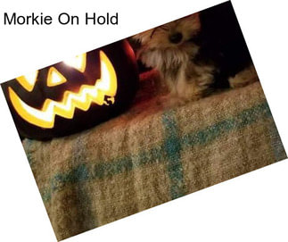 Morkie On Hold