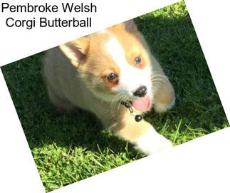 Pembroke Welsh Corgi Butterball