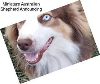 Miniature Australian Shepherd Announcing