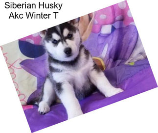 Siberian Husky Akc Winter T