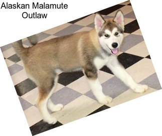 Alaskan Malamute Outlaw