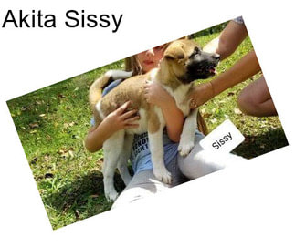 Akita Sissy