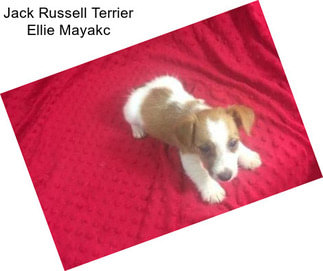 Jack Russell Terrier Ellie Mayakc