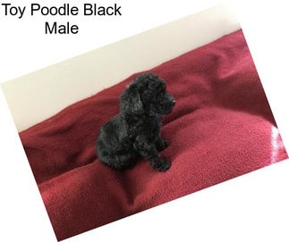 Toy Poodle Black Male