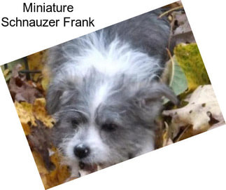 Miniature Schnauzer Frank