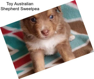 Toy Australian Shepherd Sweetpea