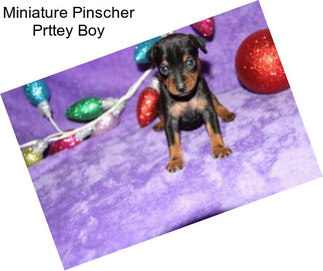 Miniature Pinscher Prttey Boy