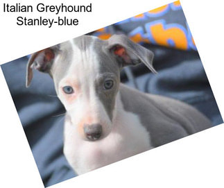 Italian Greyhound Stanley-blue