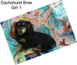 Dachshund Bree Girl 1