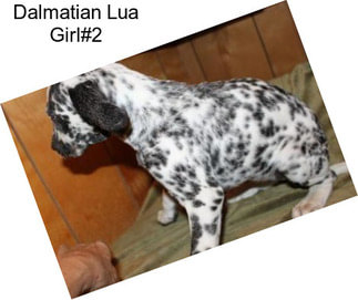 Dalmatian Lua Girl#2