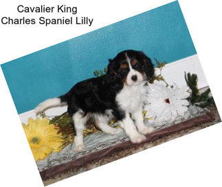 Cavalier King Charles Spaniel Lilly