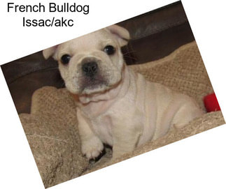 French Bulldog Issac/akc