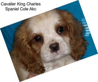 Cavalier King Charles Spaniel Cole Akc