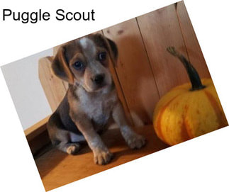 Puggle Scout