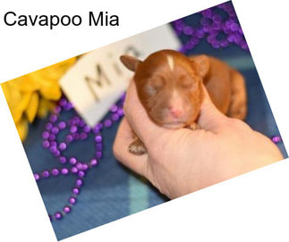 Cavapoo Mia