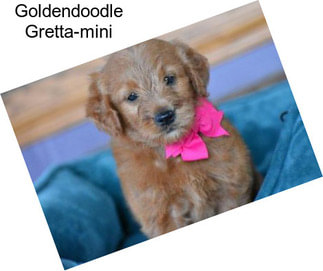 Goldendoodle Gretta-mini