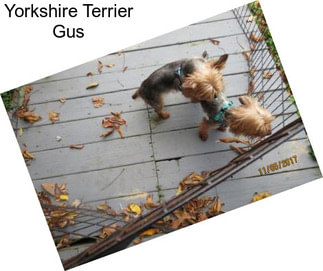 Yorkshire Terrier Gus