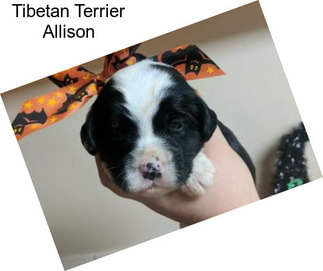 Tibetan Terrier Allison
