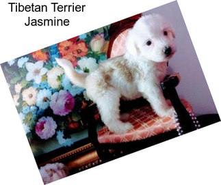 Tibetan Terrier Jasmine