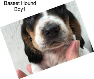 Basset Hound Boy1