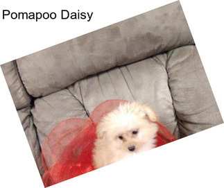 Pomapoo Daisy