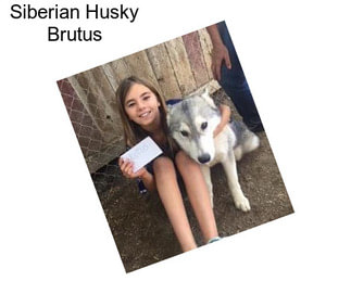 Siberian Husky Brutus