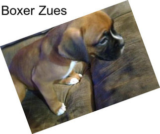 Boxer Zues