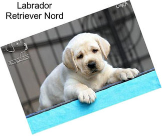 Labrador Retriever Nord