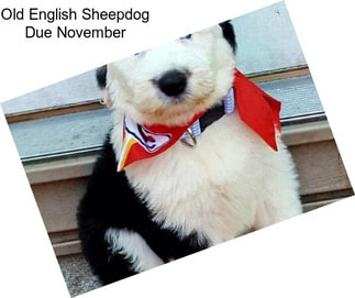 Old English Sheepdog Due November