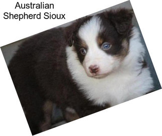 Australian Shepherd Sioux