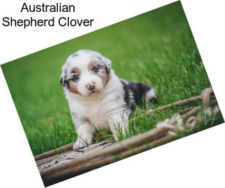 Australian Shepherd Clover