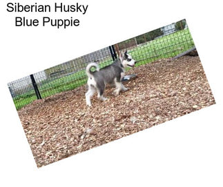 Siberian Husky Blue Puppie