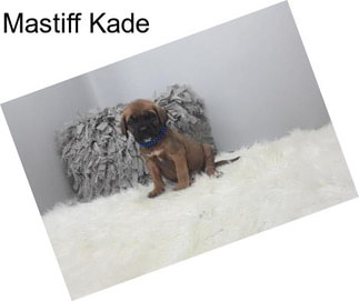 Mastiff Kade