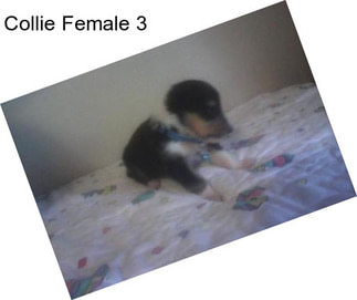 Collie Female 3