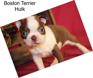 Boston Terrier Hulk