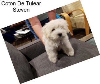Coton De Tulear Steven