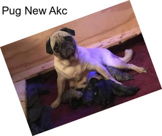 Pug New Akc