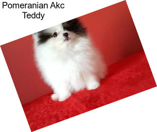 Pomeranian Akc Teddy