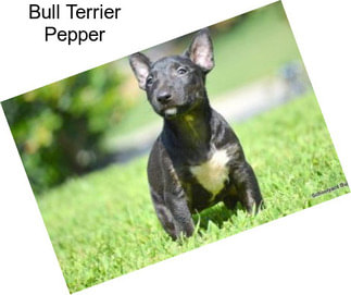 Bull Terrier Pepper